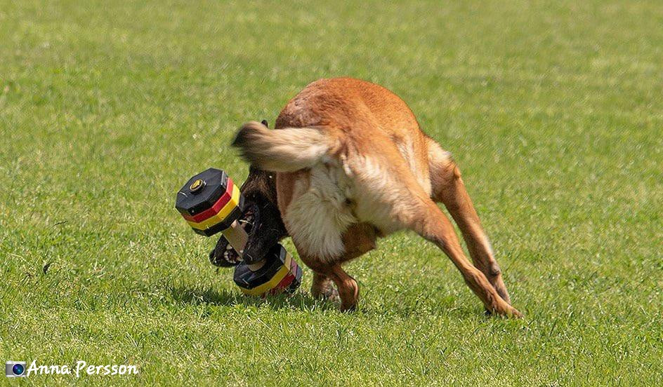 ForDogTrainers Apport 2 kg